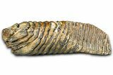 Fossil Woolly Mammoth Lower M Molar - North Sea Deposits #370395-2